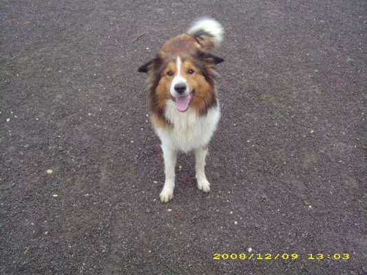 Bild: Mr. T. von Tierschützern vor dem Einschläfern bewahrt - Vorsitzende von Charity für Tiere e.V. greift ein