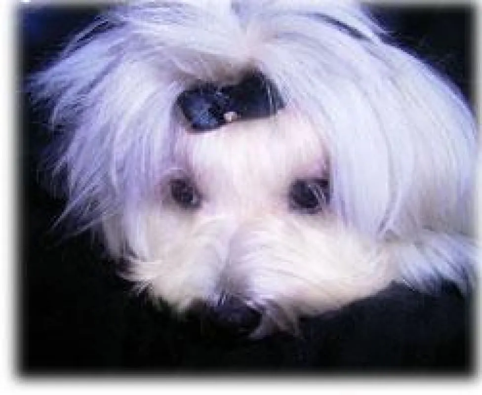 Malteser Hund