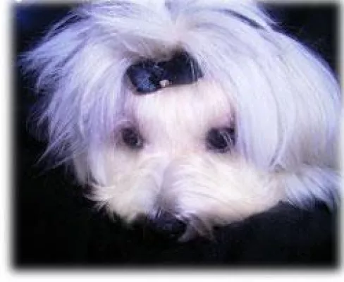 Malteser Hündin oder Malteserrüde? Bild: Malteser Hündin oder Malteserrüde?