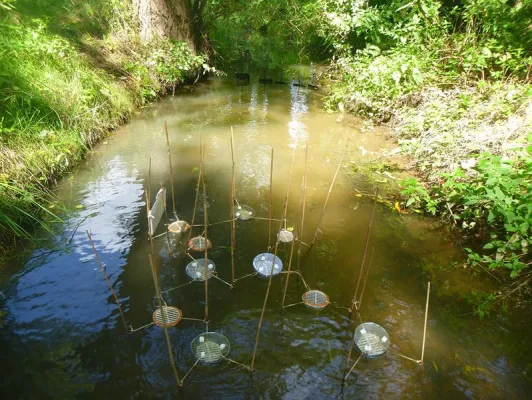 Bild: Flussfahrt mit Milbe - Neue Methode zur Ausbreitung von Bodentiere über Wasser