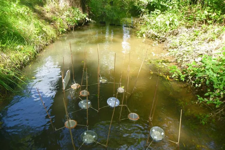 Bild: Flussfahrt mit Milbe - Neue Methode zur Ausbreitung von Bodentiere über Wasser