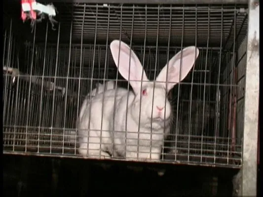 Bild: tierhilfe e.v. strasburg schreibt offenen Brief an REWE - Handelsgruppe sagt „Ja“ zum Tierschutz