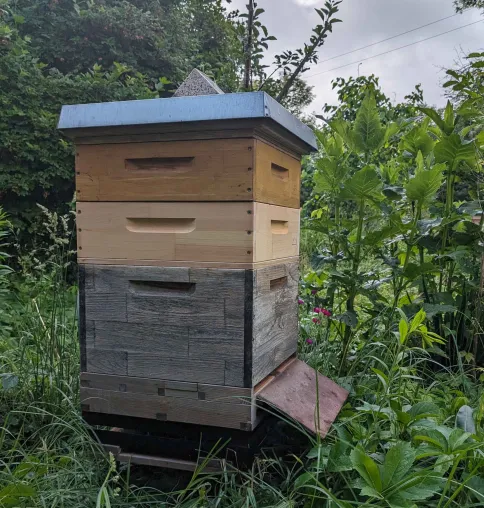 Honeylink macht Bienenvolk-Überwachung einfach und erschwinglich Bild: Honeylink macht Bienenvolk-Überwachung einfach und erschwinglich