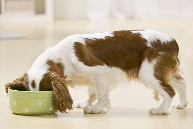 Bild: Wenn es juckt und kratzt: Allergien bei Hunden