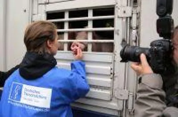 Bild: Zum Tag gegen Tiertransporte verweist das Deutsche Tierschutzbüro auf 46 Tiertransporter-Unfälle im Jahr 2019