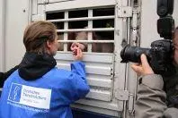 Zum Tag gegen Tiertransporte verweist das Deutsche Tierschutzbüro auf 46 Tiertransporter-Unfälle im Jahr 2019 Bild: Zum Tag gegen Tiertransporte verweist das Deutsche Tierschutzbüro auf 46 Tiertransporter-Unfälle im Jahr 2019