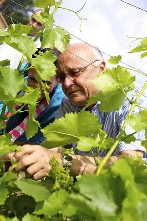 Winzer Paul Bunan zeigt einer Gruppe deutscher Besucher in der Provence vorsichtig die Weinblüte