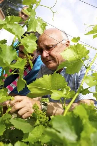 Bild: Im Süden Frankreichs blüht der Wein