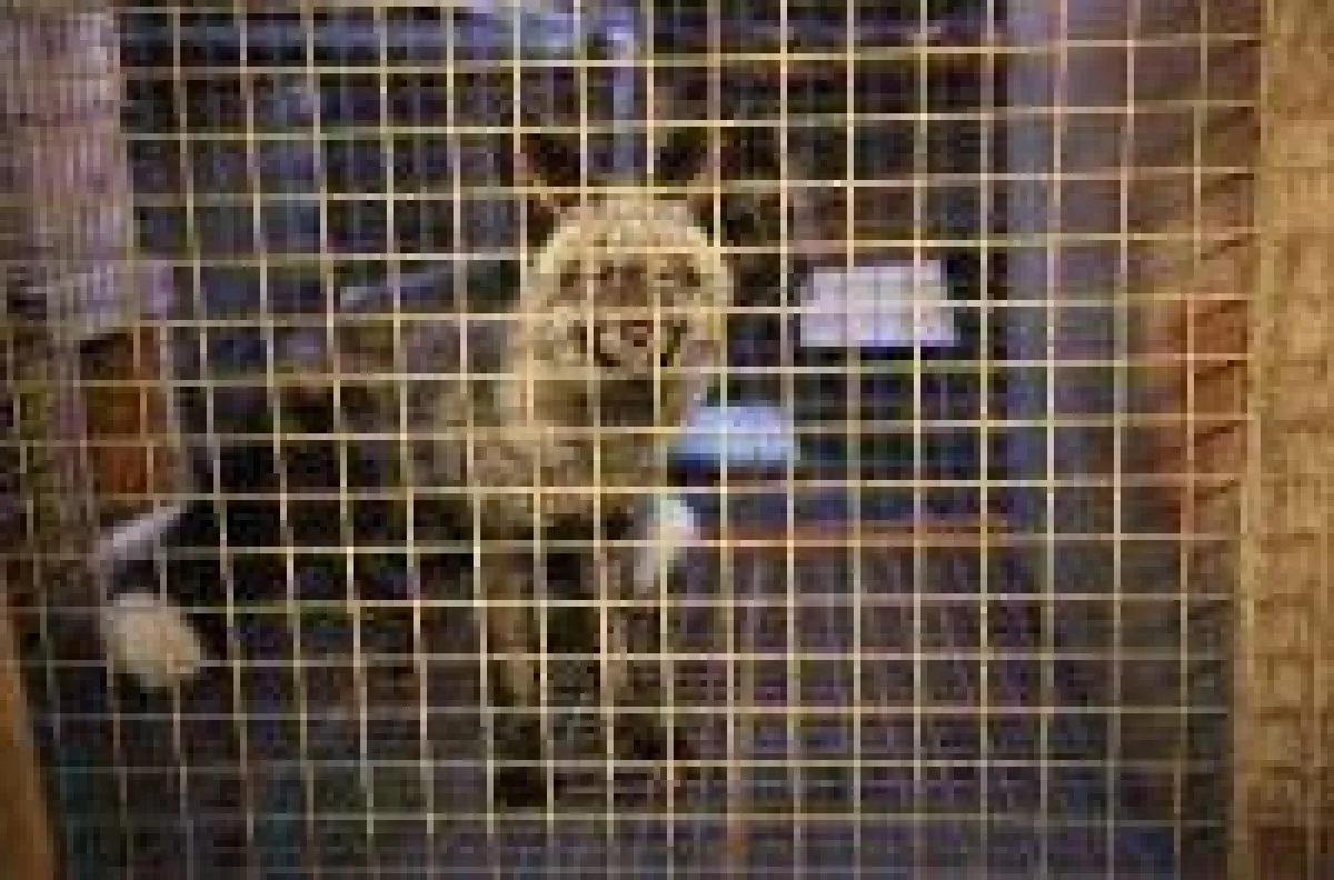 Frankreich beschließt Pelzfarmverbot - Jetzt muss auch Deutschland endlich handeln und Pelzfarmen verbieten