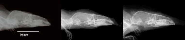 Shrews shrink in winter and regrow in spring Bild: Shrews shrink in winter and regrow in spring