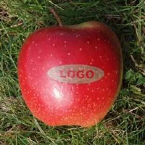 Bild: Sortimentserweiterung bei Logo-Obst.com