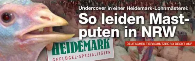 Bild: Deutsches Tierschutzbüro deckt auf: So leiden Mastputen in NRW