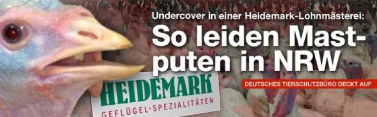 Bild: Deutsches Tierschutzbüro deckt auf: So leiden Mastputen in NRW