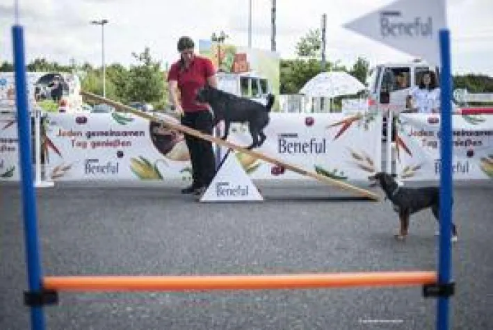 Bild: Reisen mit dem Hund - Die wichtigsten Tipps für die Fahrt in den Urlaub