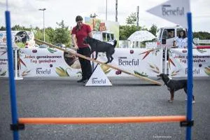 Bild: Reisen mit dem Hund - Die wichtigsten Tipps für die Fahrt in den Urlaub