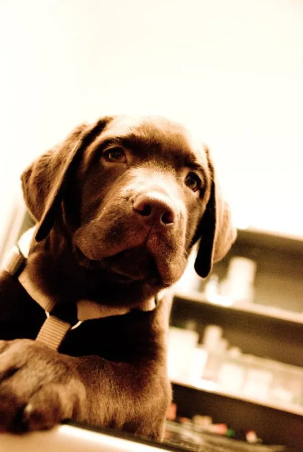 Labrador nach der Bahndlung aufgrund einer allergischen Reaktion