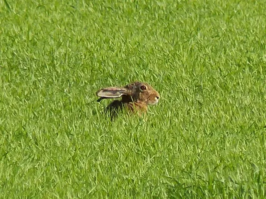 Bild: „Osterhasen“ auf bayerischen Äckern und Feldern – Jungtiere nicht anfassen!