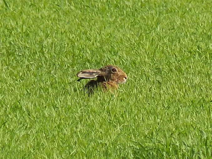 Bild: „Osterhasen“ auf bayerischen Äckern und Feldern – Jungtiere nicht anfassen!