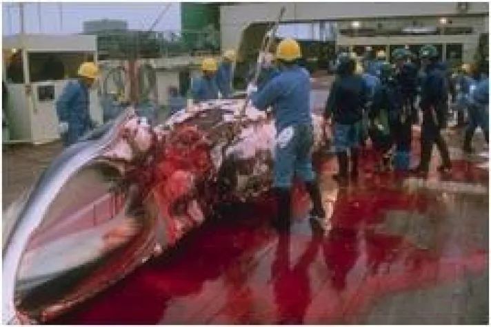 Bild: WDSF ruft wegen Walfang zum Boykott japanischer Produkte auf / Sea Shepherd will Walfangflotte rammen