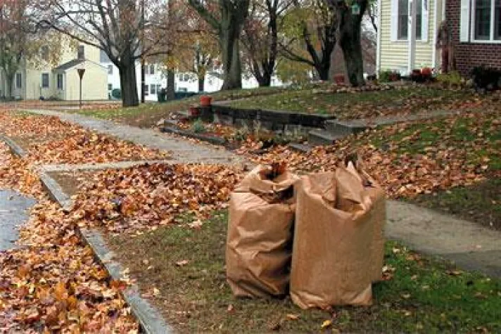 Bild: Tückisches Herbstlaub - Aufklärung im Streit um die herbstliche Stolperfalle