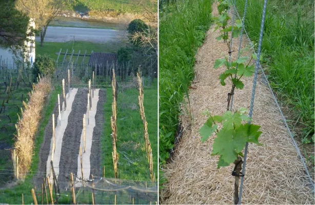 Bild: Optimale Startbedingungen für Jungreben im Weinanbau