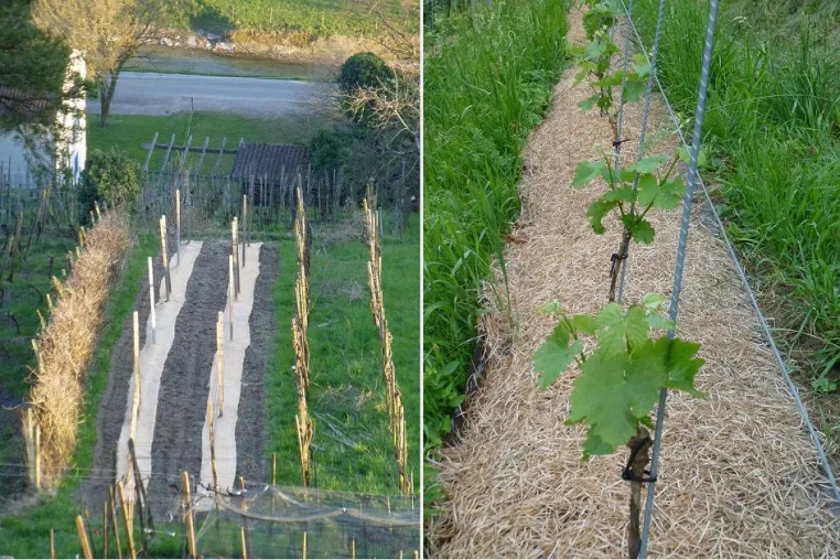 Bild: Optimale Startbedingungen für Jungreben im Weinanbau