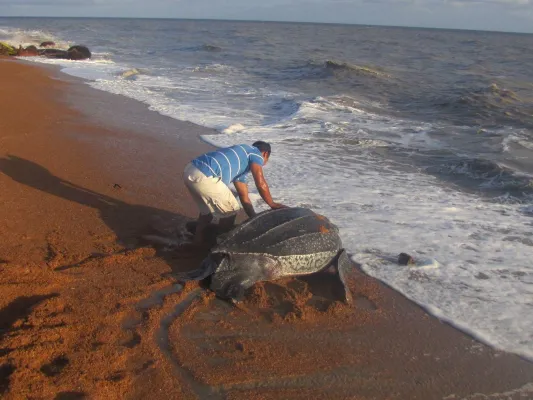 Kinderstube Shell Beach – Einzigartiger Nistplatz für Meeresschildkröten in Guyana Bild: Kinderstube Shell Beach – Einzigartiger Nistplatz für Meeresschildkröten in Guyana