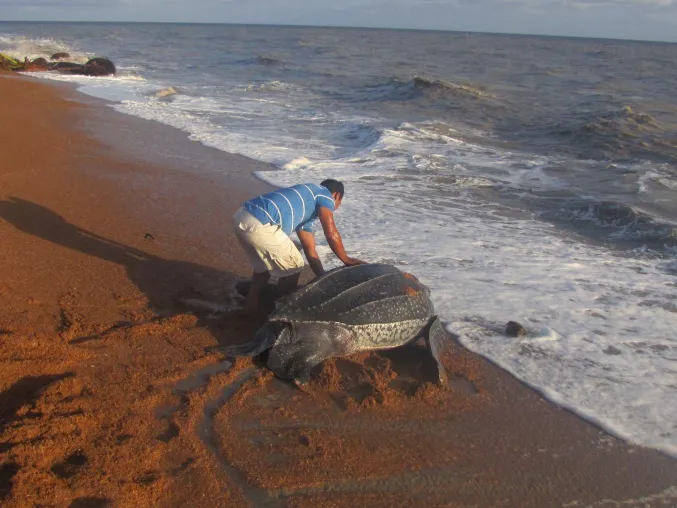 Bild: Kinderstube Shell Beach – Einzigartiger Nistplatz für Meeresschildkröten in Guyana