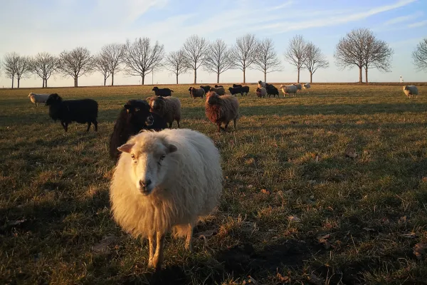 Bild: Schutz für Schaf und Schäfer: Tierfreundliche Wolfsabwehr
