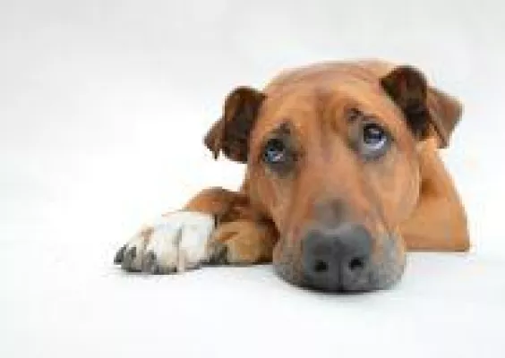 Bild: Schmerzen beim Hund - wie man erkennt, ob ein Hund Schmerzen hat und was man tun kann