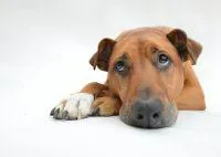 Bild: Schmerzen beim Hund - wie man erkennt, ob ein Hund Schmerzen hat und was man tun kann