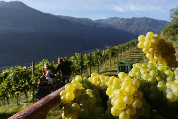 Bild: Weinlese 2014 in Südtirol: arbeitsintensiv, aber gut