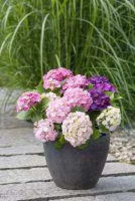 Bild: 3-in-1-Blumenstraußhortensie Three Sisters® als Geschenk
