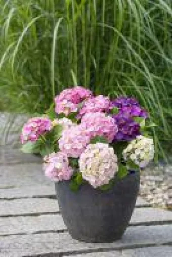 3-in-1-Blumenstraußhortensie Three Sisters® als Geschenk Bild: 3-in-1-Blumenstraußhortensie Three Sisters® als Geschenk