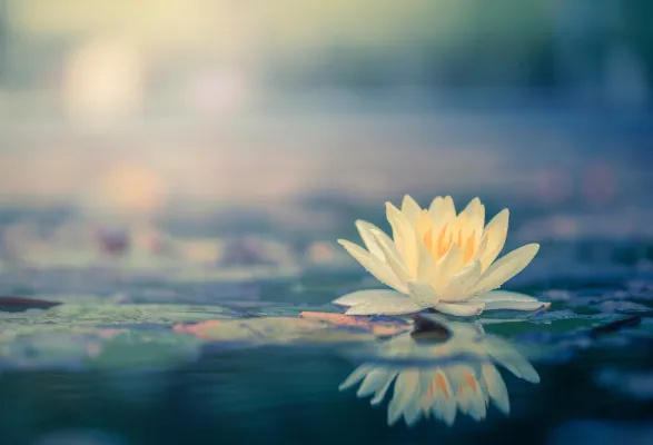 Bild: Lunara Sanctuary - Ayurveda in Sri Lanka: authentische Heilkunst und persönliche Begleitung