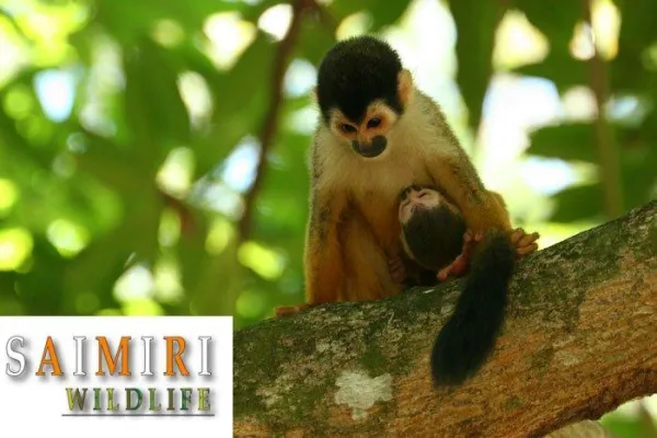Bild: Letzte Chance für die Totenkopfaffen