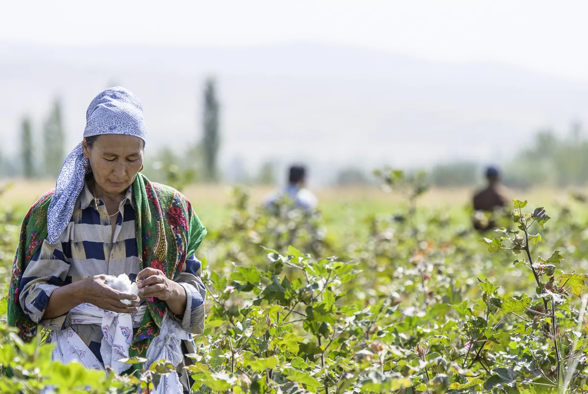 Bio-Baumwollernte im Cotonea-Anbauprojekt in Kirgistan (© ©COTONEA/Klaus Mellenthin)