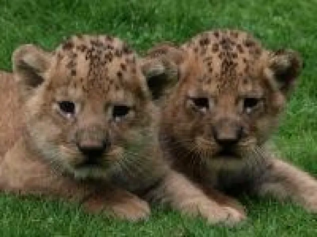 Bild: Süß - Namenlose Löwenbabys fauchen online