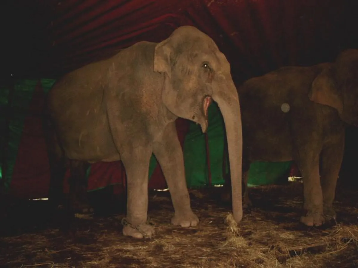 Elefanten beim Circus Giovanni Althoff in Dietzenbach 2004