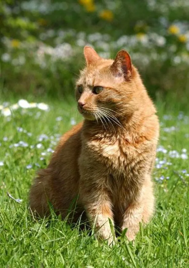 Für Katzen gibt es den neuen gesunden Sport-Trend Cat Agility.
