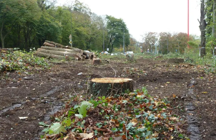 Bild: Baumfällungen auf der Bonner Straße: Leere Versprechungen?