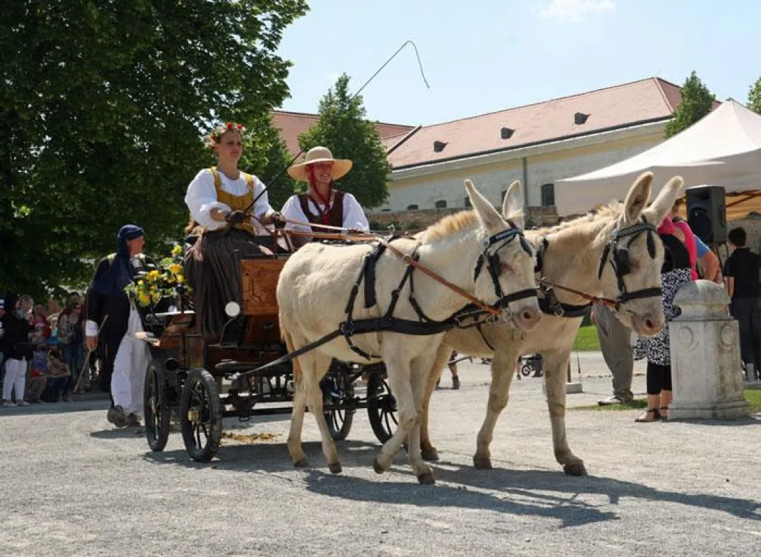 Weiße Eselkutsche beim barocken Tierumzug am 1. Mai auf Schloss Hof