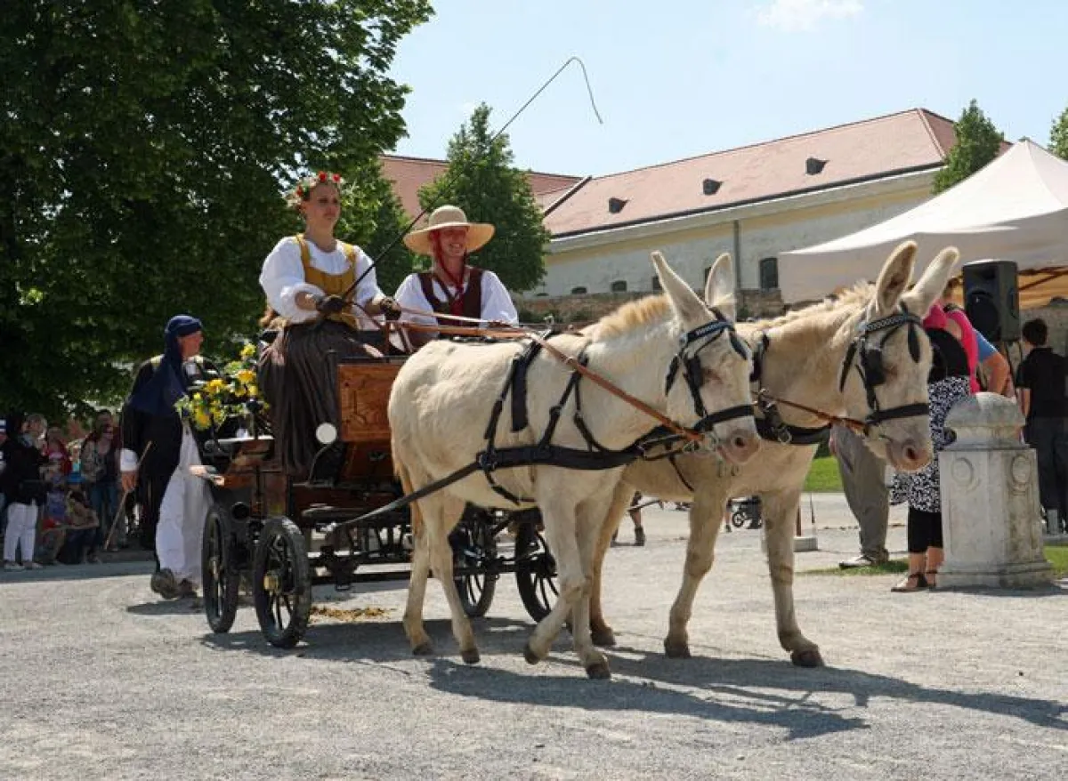 Weiße Eselkutsche beim barocken Tierumzug am 1. Mai auf Schloss Hof