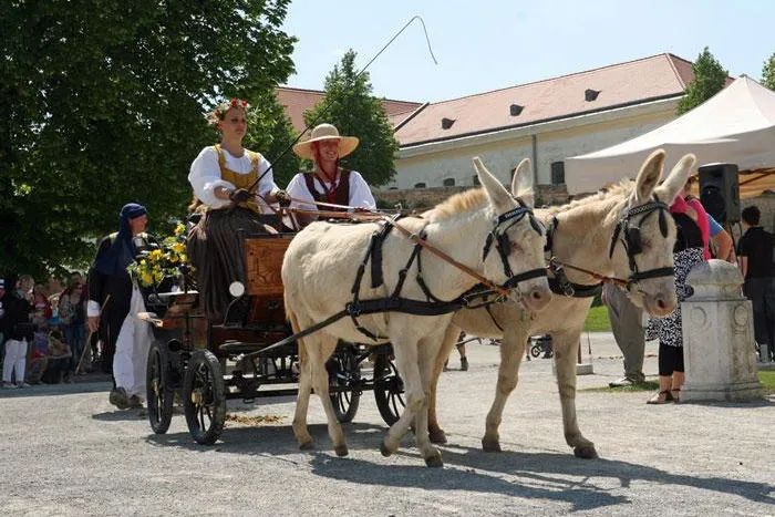 Tierischer Aufmarsch am 1. Mai auf Schloss Hof Bild: Tierischer Aufmarsch am 1. Mai auf Schloss Hof