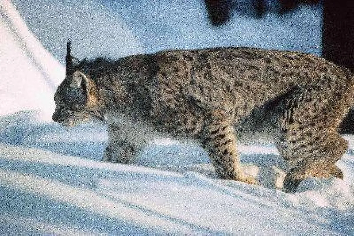 Luchs im Nationalpark