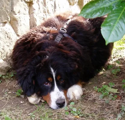 Bild: „Berner Sennenhunde in Not e.V.“ bittet - Keine Welpen unter den Weihnachtsbaum