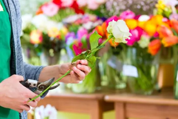 Bild: Forschungsprojekt: Schnittblumen beendet