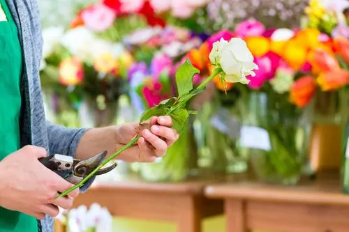 Bild: Forschungsprojekt: Schnittblumen beendet