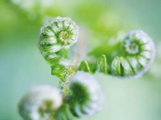 Bild: Urformen der Natur als Chance gegen Welthunger