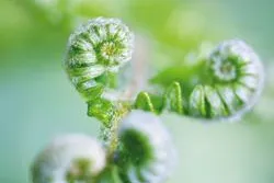 Bild: Urformen der Natur als Chance gegen Welthunger